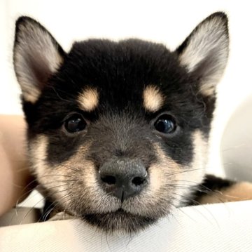 柴犬(豆柴)【神奈川県・男の子・2025年8月6日・黒】の写真「毛葺き&柄のコントラスト&お顔 完璧です。」