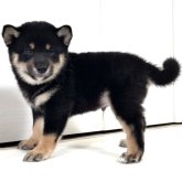 柴犬