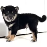 豆柴