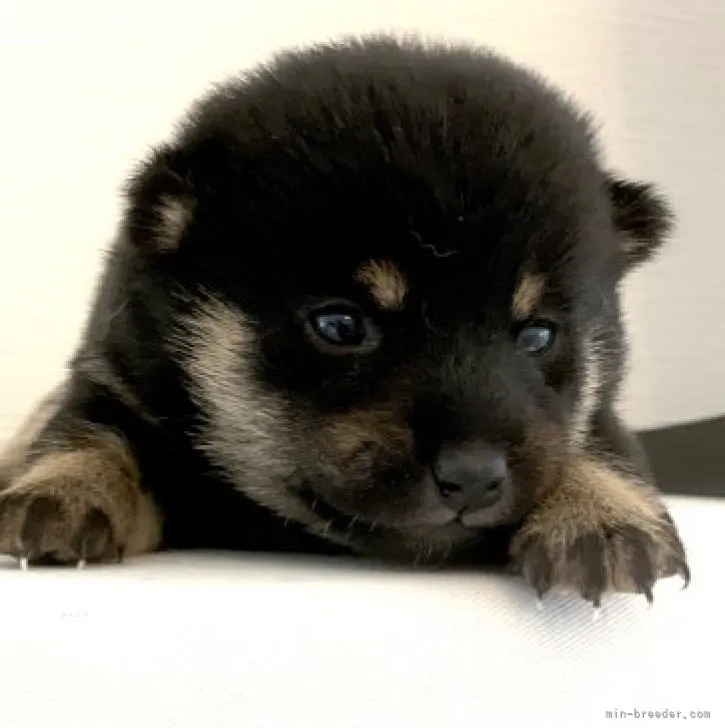M.Y 様のお迎えした子犬