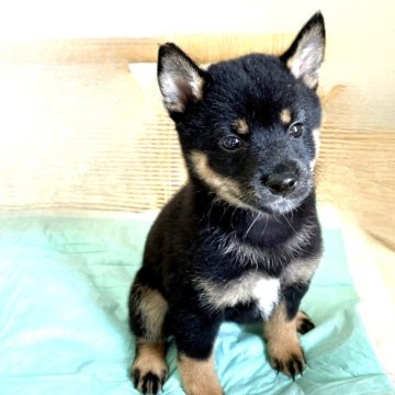 豆柴 まるたま豆しば三兄弟ST 豆三郎/Marutama MAMESHIBA SANKYOUDAI