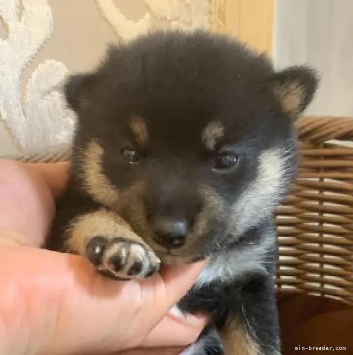 ID：2210-04184の子犬