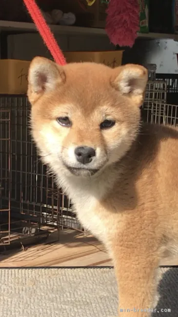 虎麻呂＆柚子Family 様のお迎えした子犬