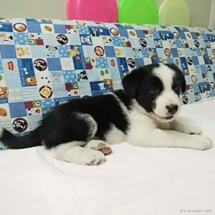 ブリーダー画像