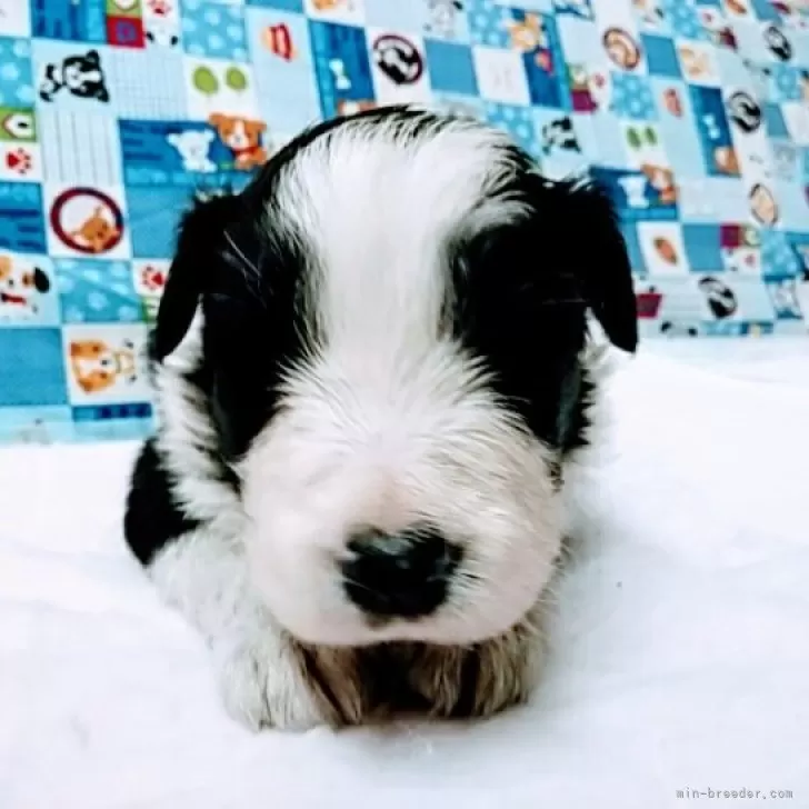 N.T 様のお迎えした子犬