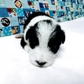 ボーダーコリー【愛知県・女の子・2025年4月4日・ブラック&ホワイト】の写真1