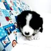 ボーダーコリー