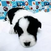 ボーダーコリー【愛知県・女の子・2024年12月25日・ブラック&ホワイト】の写真1