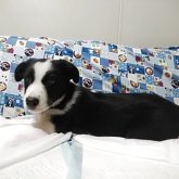 ボーダーコリー