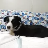 ボーダーコリー