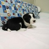 ボーダーコリー