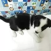 ボーダーコリー【愛知県・男の子・2025年9月23日・ブラック&ホワイト】の写真4