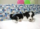 ボーダーコリー【愛知県・男の子・2025年9月23日・ブラック&ホワイト】の写真5