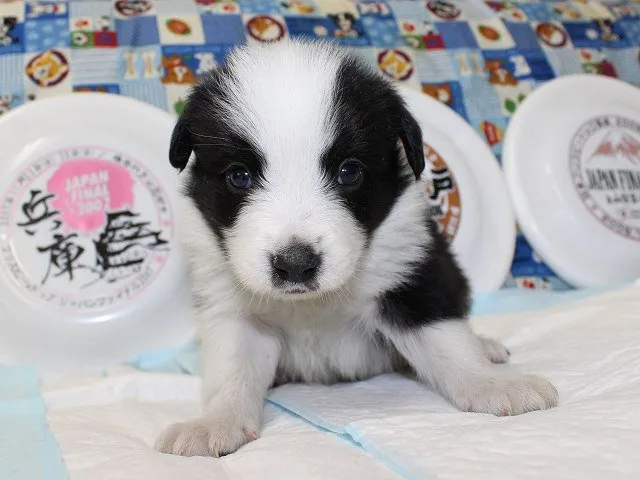 ID：1411-01348の子犬