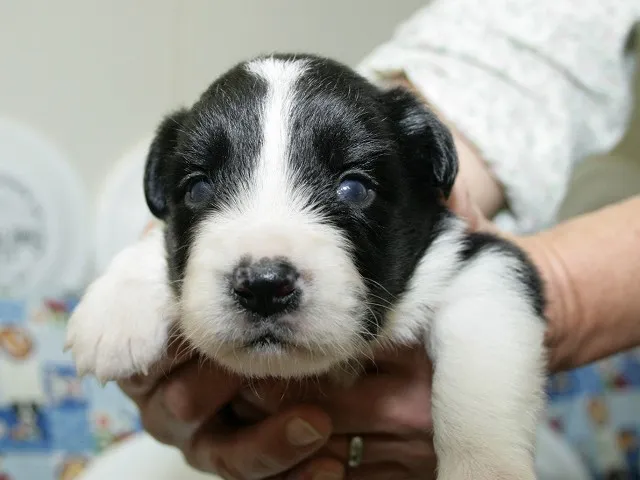 ID：1610-01610の子犬