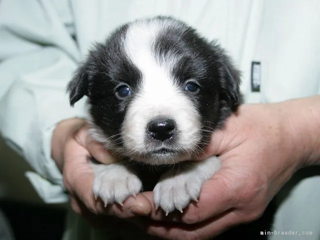 ID:1604-00441の子犬