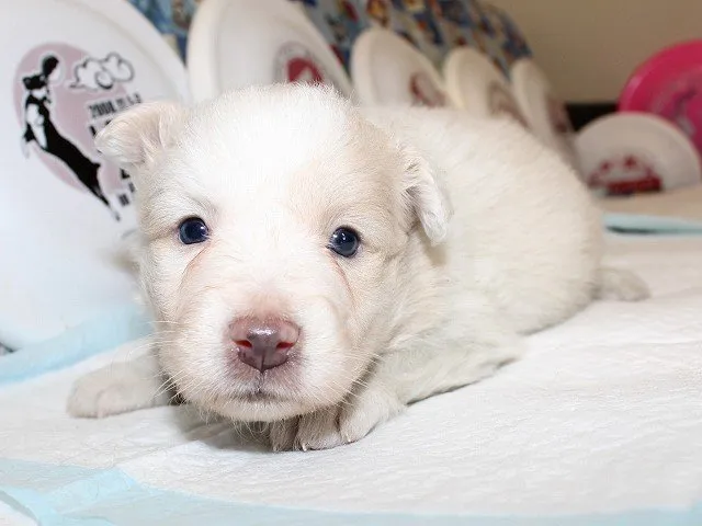 ID:1501-01029の子犬