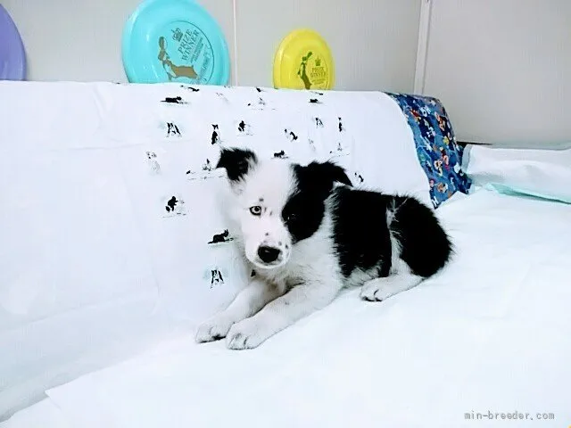 ID：2111-01710の子犬