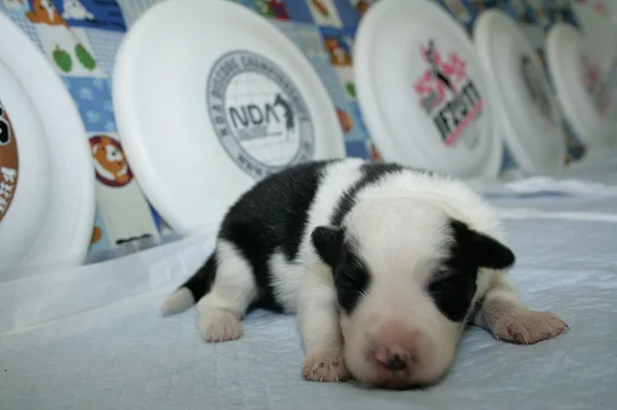 シェリー 様のお迎えした子犬