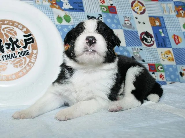 ID：1610-01613の子犬