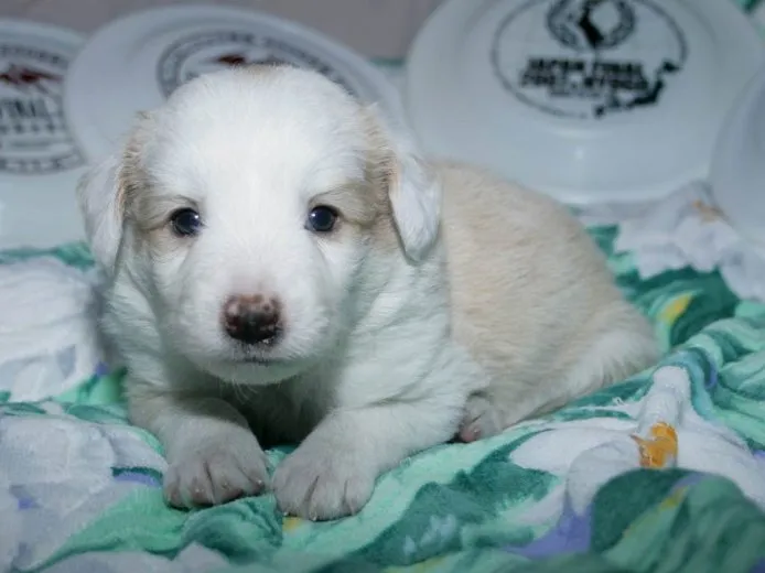 ID：1506-00339の子犬