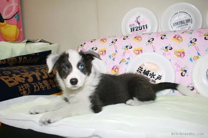 ID:1810-01265の子犬