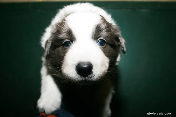 ID:1911-03061の子犬