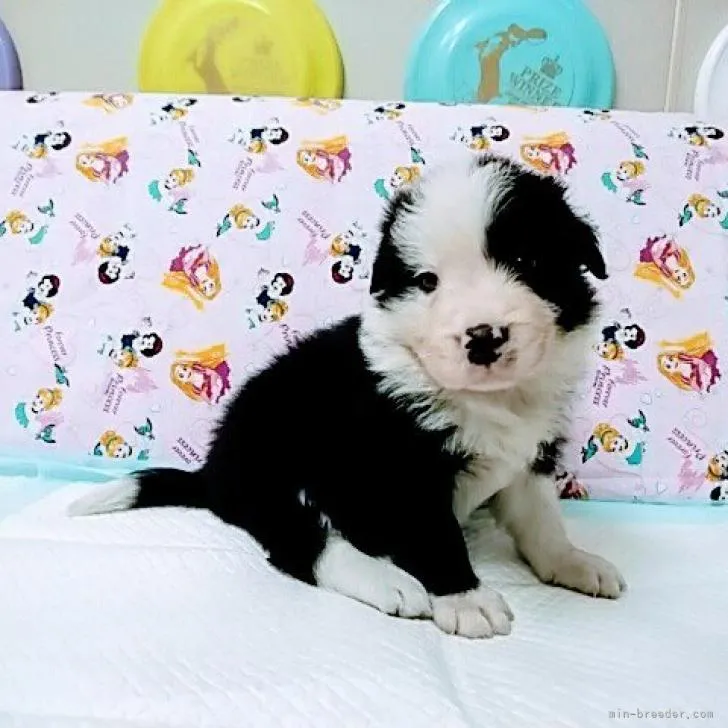 ID：2207-03284の子犬