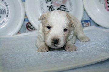 ボーダーコリー【愛知県・男の子・2017年1月11日・ウィートン&ホワイト】の写真「ボーダーコリー専門犬舎発。健康状態に自信があります」