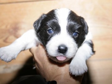 ボーダーコリー【愛知県・男の子・2016年2月12日・ブラック&ホワイト】の写真「ボーダーコリー専門犬舎発。健康状態に自信があります」