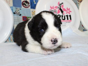 ボーダーコリー【愛知県・男の子・2015年5月30日・ブラック&ホワイト】の写真「左右対称でフルカラー。きれいな柄です。」