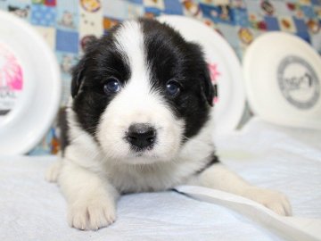 ボーダーコリー【愛知県・女の子・2015年5月18日・ブラック&ホワイト】の写真「フルカラー。かわいいボーダーコリーの赤ちゃんです。」