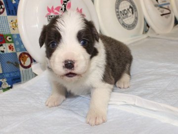 ボーダーコリー【愛知県・女の子・2015年5月26日・ブルー&ホワイト】の写真「フルカラー。かわいいボーダーコリーの赤ちゃんです。」