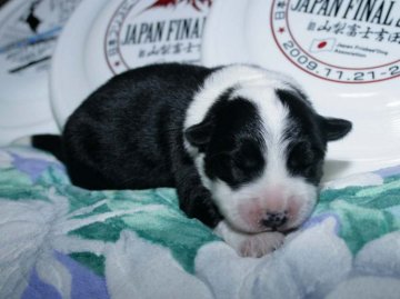 ボーダーコリー【愛知県・男の子・2015年5月18日・ブラック&ホワイト】の写真「フルカラー。かわいいボーダーコリーの赤ちゃんです。」