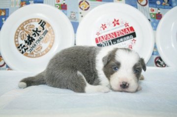 ボーダーコリー【愛知県・男の子・2016年11月12日・ブルー&ホワイト】の写真「ボーダーコリー専門犬舎発。健康状態に自信があります」