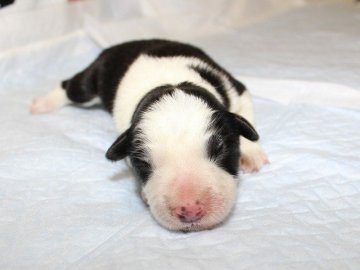 ボーダーコリー【愛知県・女の子・2015年6月12日・ブラック&ホワイト】の写真「ボーダーコリー専門犬舎発。健康状態に自信があります」