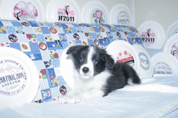 ボーダーコリー【愛知県・女の子・2016年3月14日・ブラック&ホワイト】の写真「ボーダーコリー専門犬舎発。健康状態に自信があります」