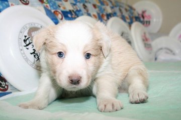 ボーダーコリー【愛知県・男の子・2017年1月11日・ウィートン&ホワイト】の写真「ボーダーコリー専門犬舎発。健康状態に自信があります」