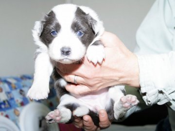 ボーダーコリー【愛知県・女の子・2016年2月7日・ブルー&ホワイト】の写真「ボーダーコリー専門犬舎発。健康状態に自信があります」