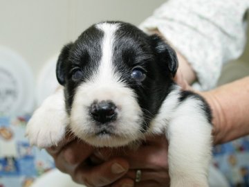 ボーダーコリー【愛知県・男の子・2016年9月28日・ブラック&ホワイト】の写真「ボーダーコリー専門犬舎発。健康状態に自信があります」