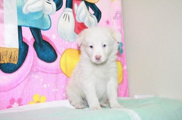 ボーダーコリー【愛知県・男の子・2017年1月3日・ウィートン&ホワイト】の写真「ボーダーコリー専門犬舎発。健康状態に自信があります」