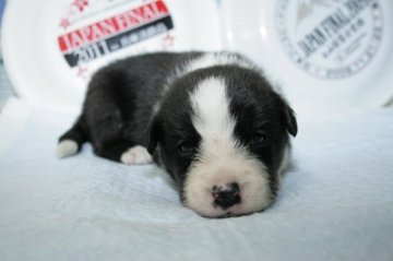 ボーダーコリー【愛知県・男の子・2016年11月14日・ブラック&ホワイト】の写真「ボーダーコリー専門犬舎発。健康状態に自信があります」