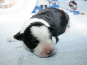 ボーダーコリー【愛知県・男の子・2016年10月14日・ブラック&ホワイト】の写真「ボーダーコリー専門犬舎発。健康状態に自信があります」