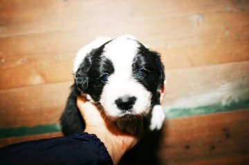 ボーダーコリー【愛知県・男の子・2020年3月20日・ブラック&ホワイト】の写真「ボーダーコリー専門発、技能力、健康に自信が有り。」