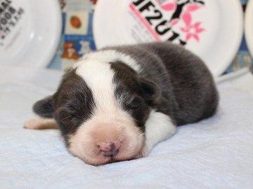 ボーダーコリー【愛知県・男の子・2015年2月7日・ブルー&ホワイト】の写真「希少色。あまりいないブルーの毛色です。」