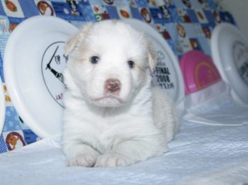 ボーダーコリー【愛知県・男の子・2016年3月2日・ウィートン&ホワイト】の写真「ボーダーコリー専門犬舎発。健康状態に自信があります」
