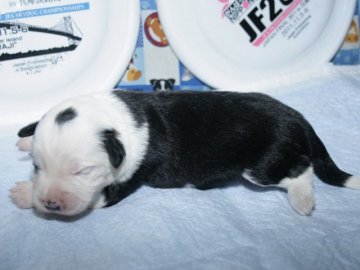 ボーダーコリー【愛知県・女の子・2016年6月10日・ブラック&ホワイト】の写真「ボーダーコリー専門犬舎発。健康状態に自信があります」