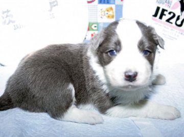 ボーダーコリー【愛知県・男の子・2016年2月7日・ブルー&ホワイト】の写真「ボーダーコリー専門犬舎発。健康状態に自信があります」