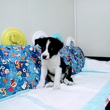 ボーダーコリー【愛知県・男の子・2022年6月16日・ブラック&ホワイト】の写真「とても可愛く性格も良い子です。」