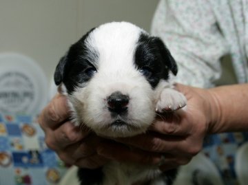 ボーダーコリー【愛知県・男の子・2016年9月28日・ブラック&ホワイト】の写真「ボーダーコリー専門犬舎発。健康状態に自信があります」
